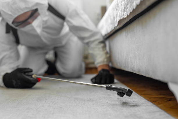 Professional Termite Control technician working in Lahaina, HI