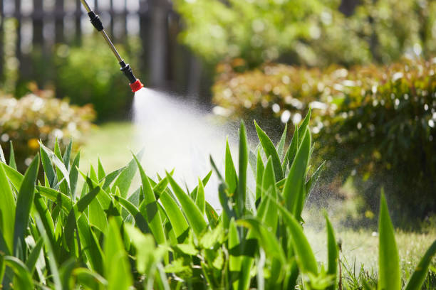 24/7 Emergency Termite Control experts in Lahaina, HI